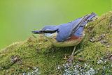 Eurasian Nuthatchborder=